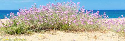 Ориуэла Коста (Orihuela Costa)